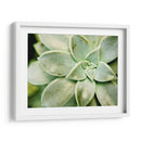 Spring Suculent Ii - Jason Johnson | Cuadro decorativo de Canvas Lab