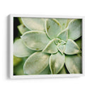 Spring Suculent Ii - Jason Johnson | Cuadro decorativo de Canvas Lab