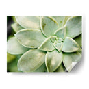 Spring Suculent Ii - Jason Johnson | Cuadro decorativo de Canvas Lab