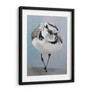 Pavonearse - Dlynn Roll | Cuadro decorativo de Canvas Lab