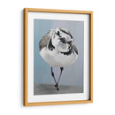 Pavonearse - Dlynn Roll | Cuadro decorativo de Canvas Lab