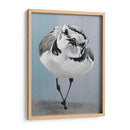 Pavonearse - Dlynn Roll | Cuadro decorativo de Canvas Lab