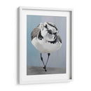 Pavonearse - Dlynn Roll | Cuadro decorativo de Canvas Lab