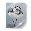 Pavonearse - Dlynn Roll | Cuadro decorativo de Canvas Lab