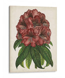 Estudio Rododendro I - Melissa Wang | Cuadro decorativo de Canvas Lab