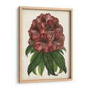 Estudio Rododendro I - Melissa Wang | Cuadro decorativo de Canvas Lab