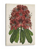 Estudio Rododendro Ii - Melissa Wang | Cuadro decorativo de Canvas Lab