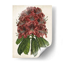 Estudio Rododendro Ii - Melissa Wang | Cuadro decorativo de Canvas Lab