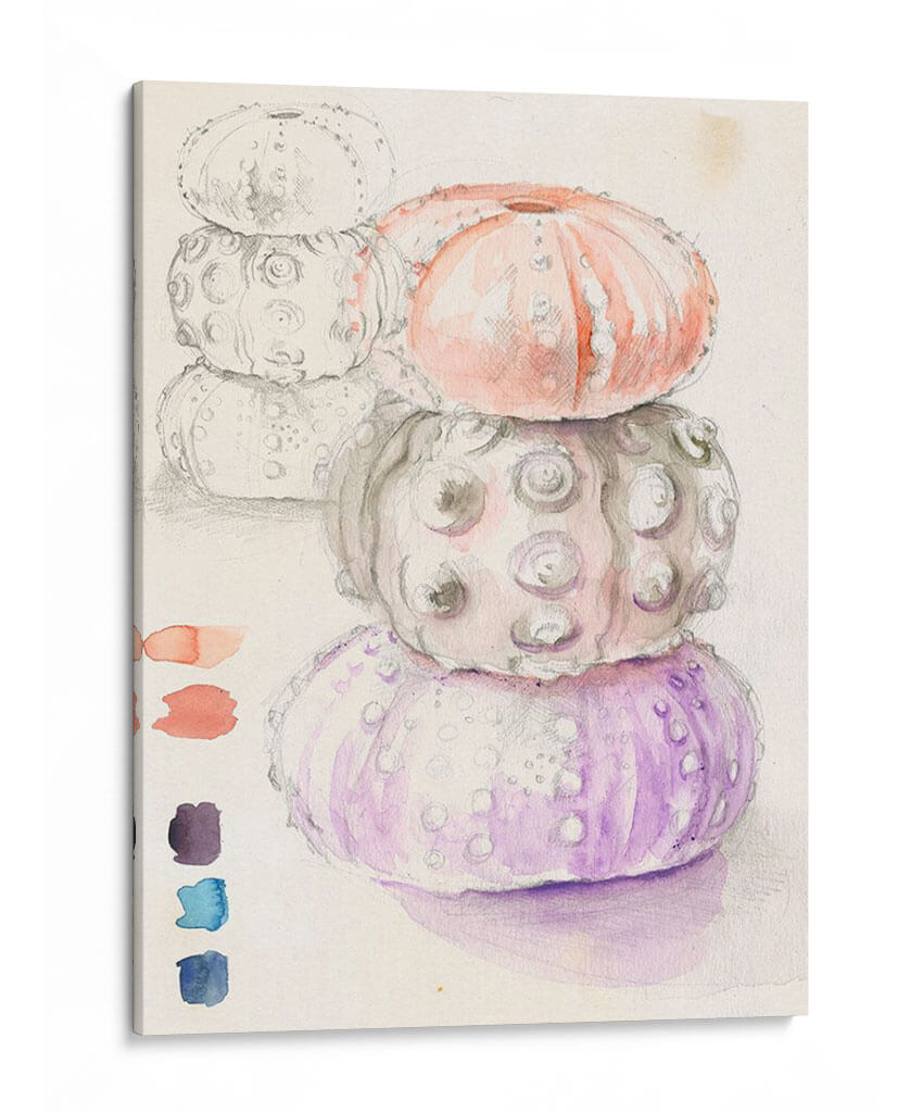 Bocetos De Erizo De Mar I - Jennifer Paxton Parker | Cuadro decorativo de Canvas Lab
