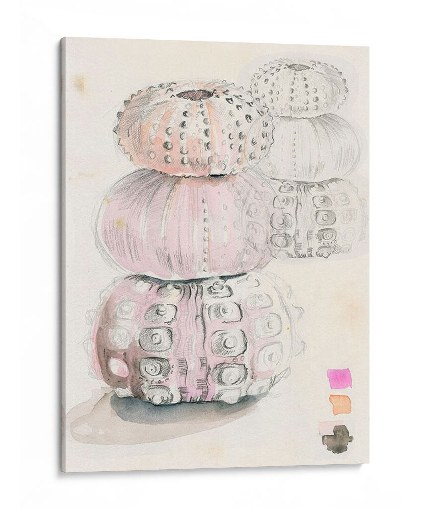 Bocetos De Erizo De Mar Ii - Jennifer Paxton Parker | Cuadro decorativo de Canvas Lab