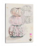 Bocetos De Erizo De Mar Ii - Jennifer Paxton Parker | Cuadro decorativo de Canvas Lab