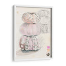 Bocetos De Erizo De Mar Ii - Jennifer Paxton Parker | Cuadro decorativo de Canvas Lab