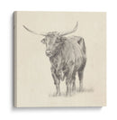 Longhorn Steer Sketch I - Ethan Harper | Cuadro decorativo de Canvas Lab