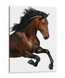 Caballo Marrón - Stefano Altamura | Cuadro decorativo de Canvas Lab