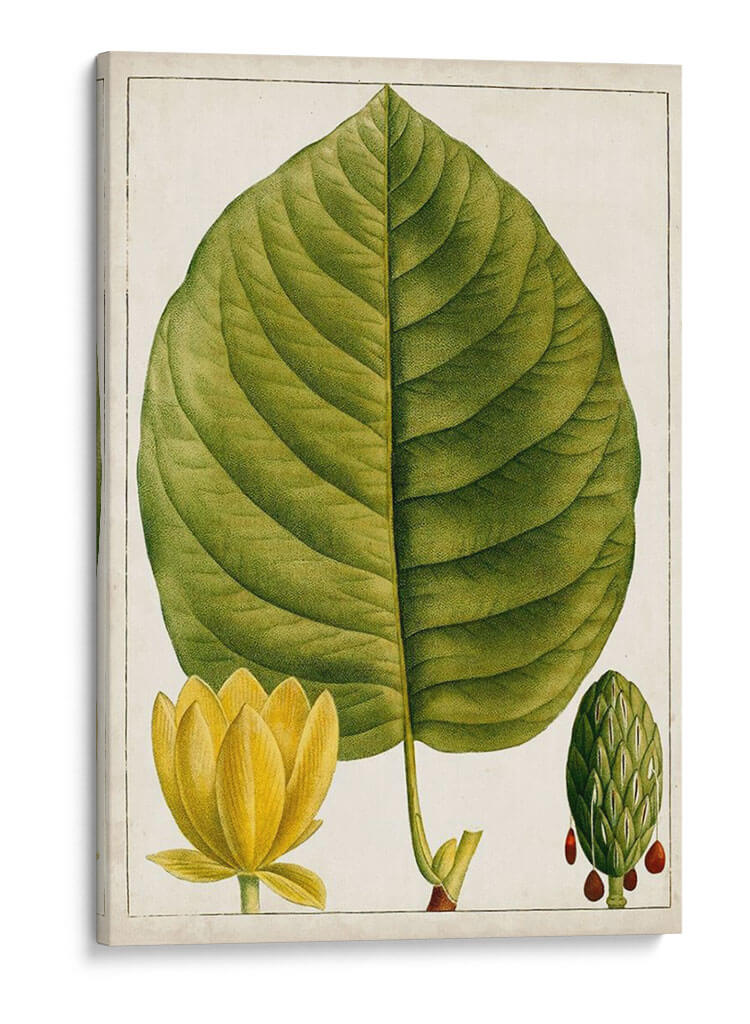 Árboles Florales Antiguos I | Cuadro decorativo de Canvas Lab