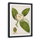 Árboles Florales Antiguos Ii | Cuadro decorativo de Canvas Lab