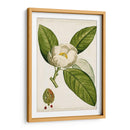 Árboles Florales Antiguos Ii | Cuadro decorativo de Canvas Lab