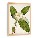 Árboles Florales Antiguos Ii | Cuadro decorativo de Canvas Lab