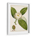 Árboles Florales Antiguos Ii | Cuadro decorativo de Canvas Lab