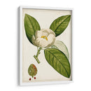 Árboles Florales Antiguos Ii | Cuadro decorativo de Canvas Lab