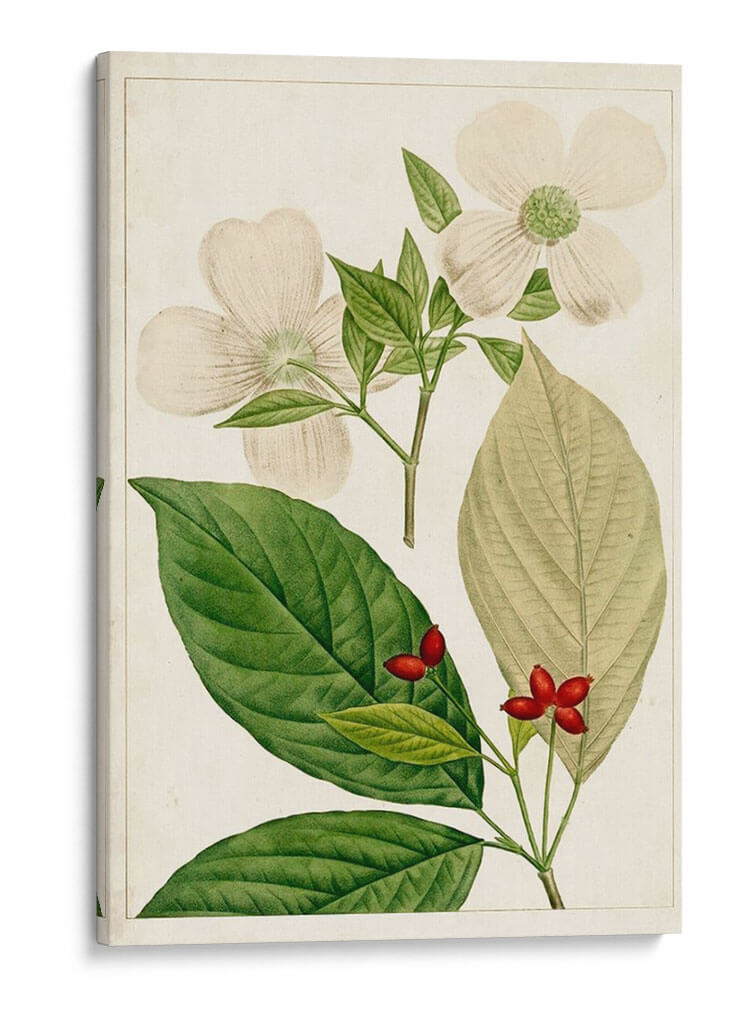 Árboles Florales Antiguos Iii | Cuadro decorativo de Canvas Lab