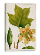 Árboles Florales Antiguos Iv | Cuadro decorativo de Canvas Lab