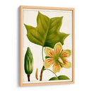 Árboles Florales Antiguos Iv | Cuadro decorativo de Canvas Lab