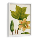 Árboles Florales Antiguos Iv | Cuadro decorativo de Canvas Lab