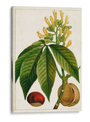 Árboles Florales Antiguos Vi | Cuadro decorativo de Canvas Lab