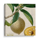 Turpin Tropicales Recortados V - Vision Studio | Cuadro decorativo de Canvas Lab