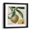 Turpin Tropicales Recortados V - Vision Studio | Cuadro decorativo de Canvas Lab