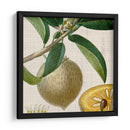 Turpin Tropicales Recortados V - Vision Studio | Cuadro decorativo de Canvas Lab