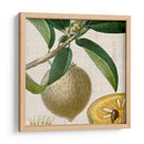 Turpin Tropicales Recortados V - Vision Studio | Cuadro decorativo de Canvas Lab