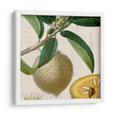 Turpin Tropicales Recortados V - Vision Studio | Cuadro decorativo de Canvas Lab