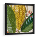 Turpin Tropicales Recortados Vi - Vision Studio | Cuadro decorativo de Canvas Lab