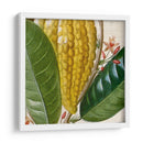 Turpin Tropicales Recortados Vi - Vision Studio | Cuadro decorativo de Canvas Lab