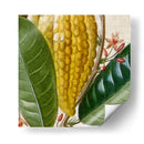 Turpin Tropicales Recortados Vi - Vision Studio | Cuadro decorativo de Canvas Lab