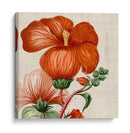 Turpin Tropicales Tropicales Viii - Vision Studio | Cuadro decorativo de Canvas Lab