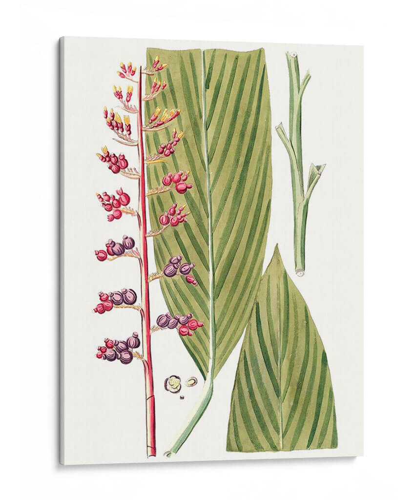 Hojas De Los Trópicos Iii. - Vision Studio | Cuadro decorativo de Canvas Lab