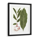Hojas De Los Trópicos Iv. - Vision Studio | Cuadro decorativo de Canvas Lab