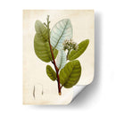 Follaje Verde I - Vision Studio | Cuadro decorativo de Canvas Lab