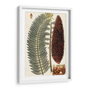 Variedades De Hojas Iv - Vision Studio | Cuadro decorativo de Canvas Lab