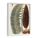 Variedades De Hojas Iv - Vision Studio | Cuadro decorativo de Canvas Lab