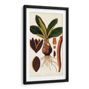 Variedades De Hojas V - Vision Studio | Cuadro decorativo de Canvas Lab