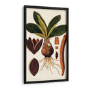 Variedades De Hojas V - Vision Studio | Cuadro decorativo de Canvas Lab