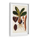 Variedades De Hojas V - Vision Studio | Cuadro decorativo de Canvas Lab