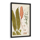 Variedades De Hojas Vii - Vision Studio | Cuadro decorativo de Canvas Lab