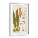 Variedades De Hojas Vii - Vision Studio | Cuadro decorativo de Canvas Lab
