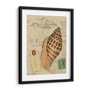 Conchas De Postal I - Nancy S. Pallan | Cuadro decorativo de Canvas Lab