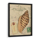 Conchas De Postal I - Nancy S. Pallan | Cuadro decorativo de Canvas Lab